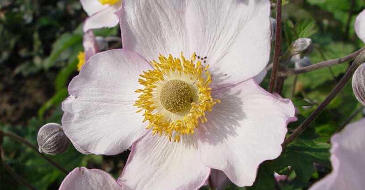 Anemone hybrida (x) 'Richard Ahrens'